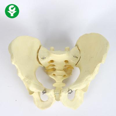 China Adult Male Pelvis Model Teaching Anatomical 1.5 Kg Single Gross Weight for sale