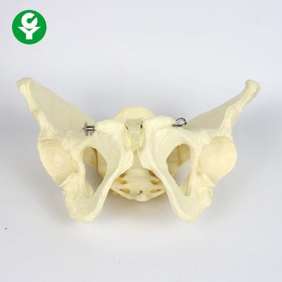 China School Supplies Female Anatomical Model / Shapes Short Broad Adult Pelvis Anatomy Model for sale