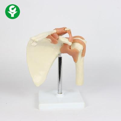 China Simulation Skeleton Life Size Shoulder Joint Model Human Body Anatomical for sale