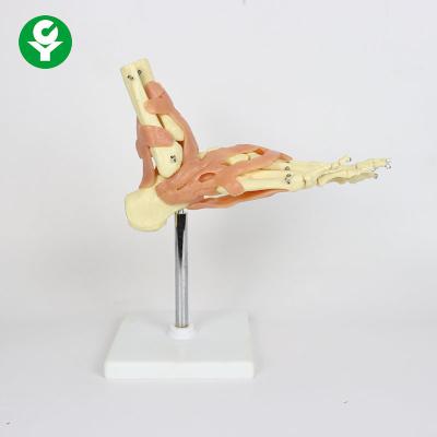 China Anatomical Skeleton Foot Ankle Joint Model 15X15X15cm Packaging Size  for sale