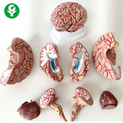 China 8 Parts Brain Anatomy Model Medical Science Subject Human Life Size 1.5 Kg for sale