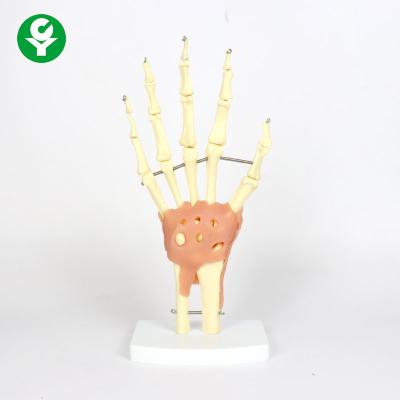 China Natural Size Plastic Human Joints Model / Hand Joint Model Functional for sale