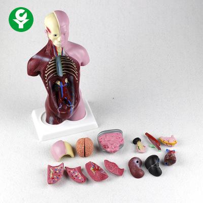 China PVC Anatomy Physiology Body Mini Torso Model 12X6X28CM Carton Packaging for sale