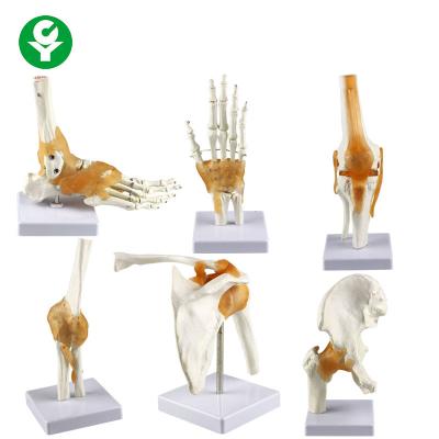 China Full Size Human Joints Model / Shoulder Elbow Hip Knee Foot Hand Joint Model Bone for sale