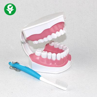 China Dental Study Tooth Anatomy Model Oral Demonstration Plastic Removable for sale