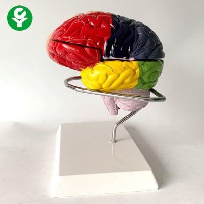 China Education Midsagittal Brain Model With Functional Region Painted Colored for sale