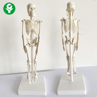 China Biology Anatomical Mini Skeleton Model Students Teachers Education 20X5X5 Cm for sale