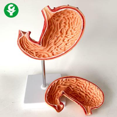 China Normal Stomach Anatomy Model Gastric Organ Profile PVC Material 1.0 Kg for sale