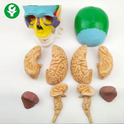 China Colorful Anatomical Human Skull Eight Brain Skeletal Parts Available for sale