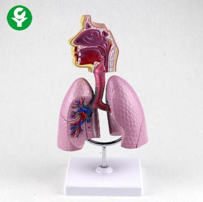 China Respiratory System Model For Medical School Medical Supplies Human Teaching for sale