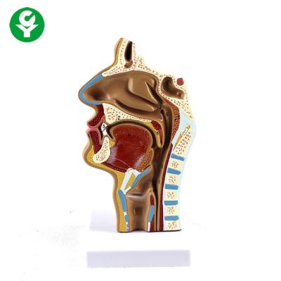 China Mouth Nose Throat ENT Mode Pharynx Teaching Human Body Anatomy 1.0 kg for sale