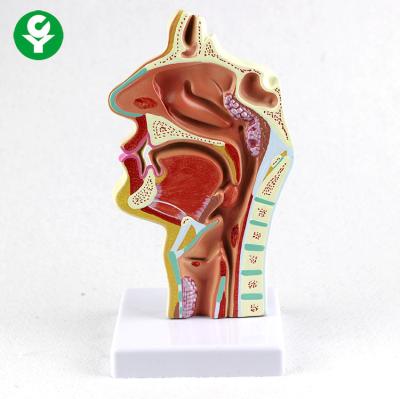 China Mouth Nose Throat ENT Model Pharynx Education Human Body Anatomy 0.5 kg for sale