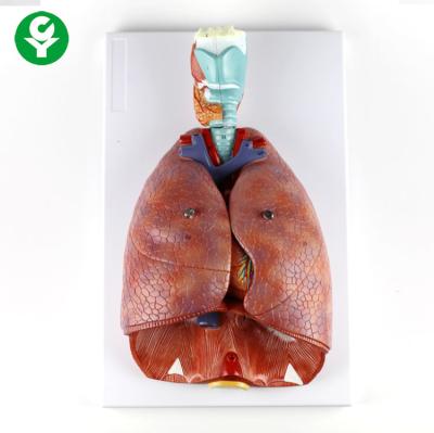 China Throat Laryngeal Cardiopulmonary Human Respiratory System Model 3.0 Kg Gross Weight for sale