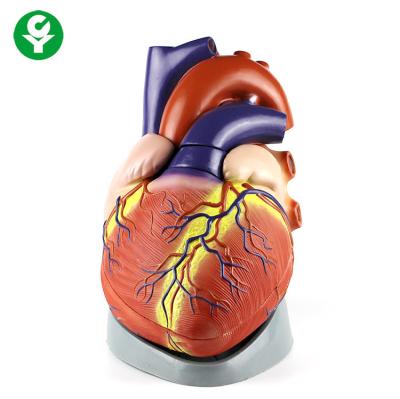 China Jumbo Human Body Organs Model / Anatomical Plastic Human Heart Model Medical for sale