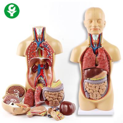 China Education Human Body Torso Model 50cm 12parts 52X18X18 Cm Single Package Size for sale