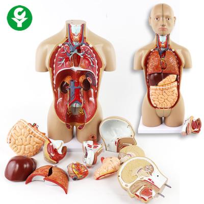 China Unsex Torso Model Organs Includes Trunk Head Brain Lungs Heart Stomach for sale