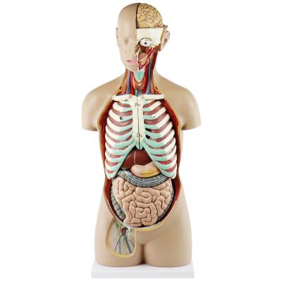 China Medial Classic Unisex Human Torso Anatomy Model 85cm 17 Parts 16.0 Kg for sale