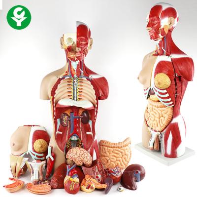 China 27 Parts Anatomical Medical Torso Model 14.0 Kg Single Gross Weight Dual Sex for sale