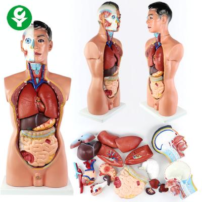 China Medical Teaching Human Body Torso Model With Viscera Aids Children Learning for sale