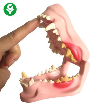 China Nature Size Structure Dog Teeth Model / Animal Dog Dental Model Anatomical for sale