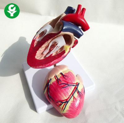 China Nature Size Animal Anatomy Models / Dog Heart Model Anatomical Medical for sale