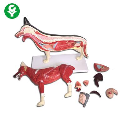 China Dog Figure Animal Anatomy Models Whole Body Lung Heart Liver Available for sale