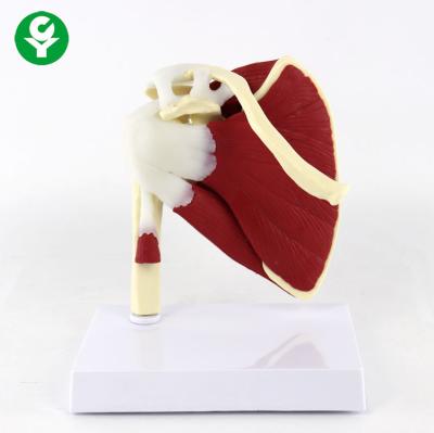 China Human Shoulder Joint Spine Skeleton Model Hospital School Learning Support for sale