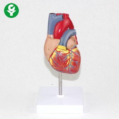 China Medical Sciences Education Adult Heart Anatomy Model Visceral Teaching for sale