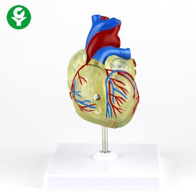 China Human Adult  Medical Heart Model Transparent Plastic For Demonstration for sale