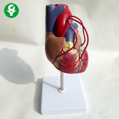 China Educational Medical Training Manikins Heart Bypass Teaching 1.0 Kg Weight for sale