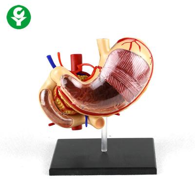 China 0.5 kg PVC Gastric Anatomy Human Body Organs Model School Support Removable for sale