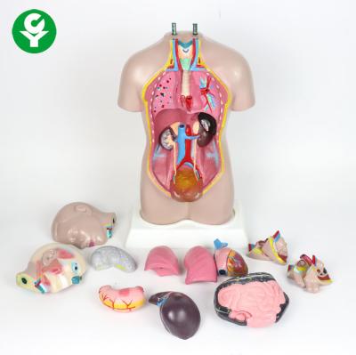 China 42 Cm High Bisexual Anatomical Torso Model 50X30X12 Cm Single Package Size  for sale