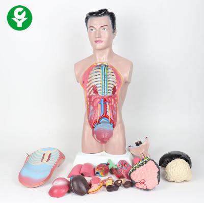 China 44cm High Human Body Torso Model / Anatomy Male Anatomy Model 3.0 Kg for sale