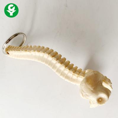 China Keychain Human Body Parts Gift / Vertebra  Backbone Skeleton Keychain for sale