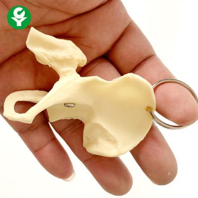 China Bone Hip Gift Basin Joint Key Chain Multi Functional OEM & ODM Welcomed for sale