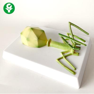 China Virus Bacteriophage Model Anatomical Eco Friendly Low Toxicity Safety for sale