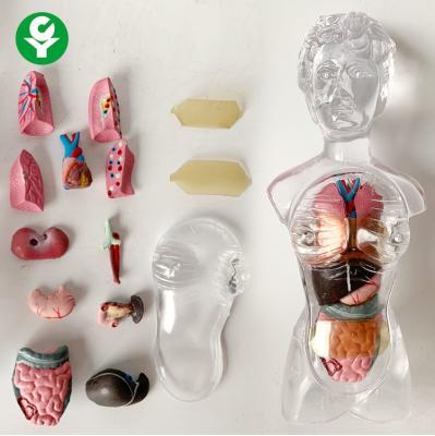 China 18cm Transparent Trunk Human Body Organs Model / 13 Parts Human Body Torso Model for sale