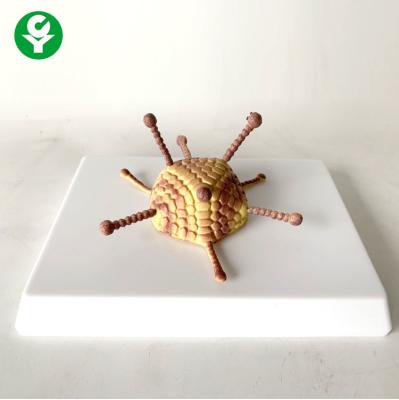 China Education Adenovirus Model Teaching 16X12X10 Cm Single Package Anatomy for sale