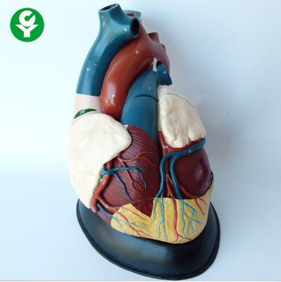 China Internal Heart Anatomy Model Advanced Visceral Teaching Medical Supplies for sale