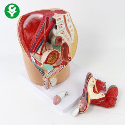 China Human Male Educational Body Parts Models Reproductive Urinary Pelvic System for sale