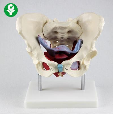 China Organs Female Anatomical Model / Skeletal Anatomical Pelvis Model Life Size for sale