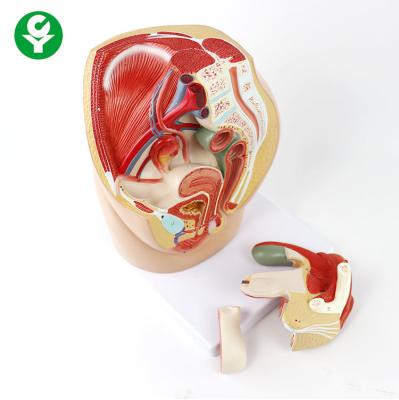 China Pelvic Female Anatomical Model / Female Reproductive System Anatomy Model for sale