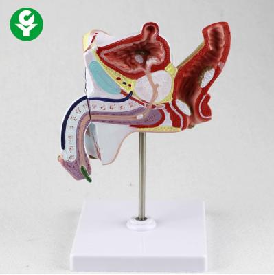 China Anatomical Educational Body Parts Models Urogenital System Genitourinary Teaching for sale