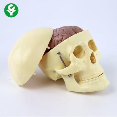 China Skeletal Skull And Brain Model Medium Sized Bearing Not Easy Broken for sale