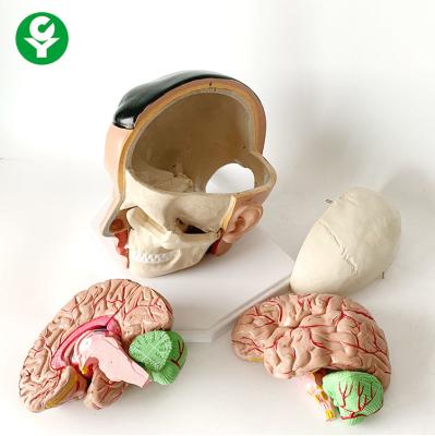 China Structural Brain Anatomy Model Cranial Artery Anatomical 20X18X18 Cm Package for sale