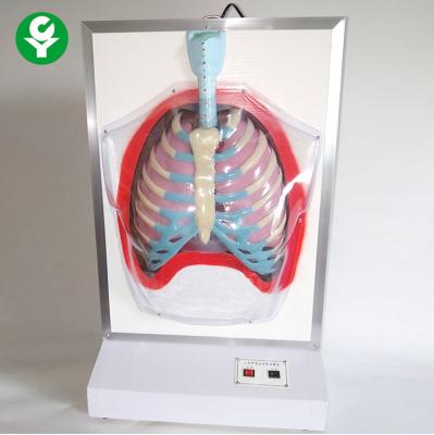 China Electric Medical Training Manikins / Motion Human Respiratory System Model for sale