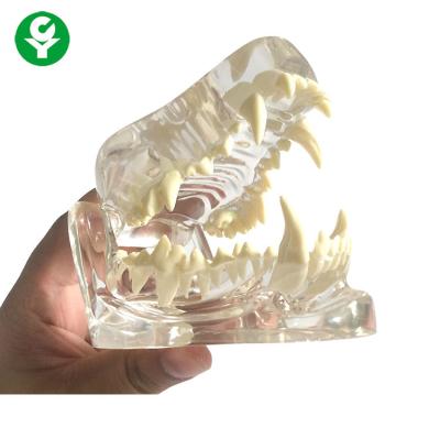 China Anatomy Dog Skull Jaw Bone Transparent / Dental Dog Teeth Model PVC Material for sale