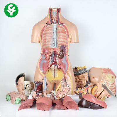 China Emulational Human Body Torso Model W Back Dissection 38pcs 85cm Tall Much Sex Advanced for sale