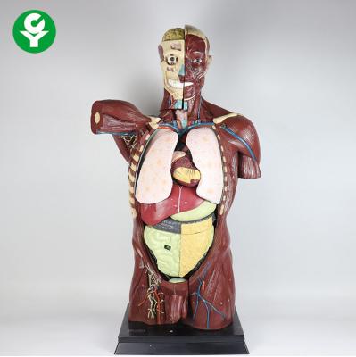 China 108CM Anatomical Skin Muscle Torso Model Internal Organs Visceral Distribution Learning for sale