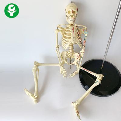 China Educational Disarticulated Skeleton Model With Muscle Starting Ending Points for sale